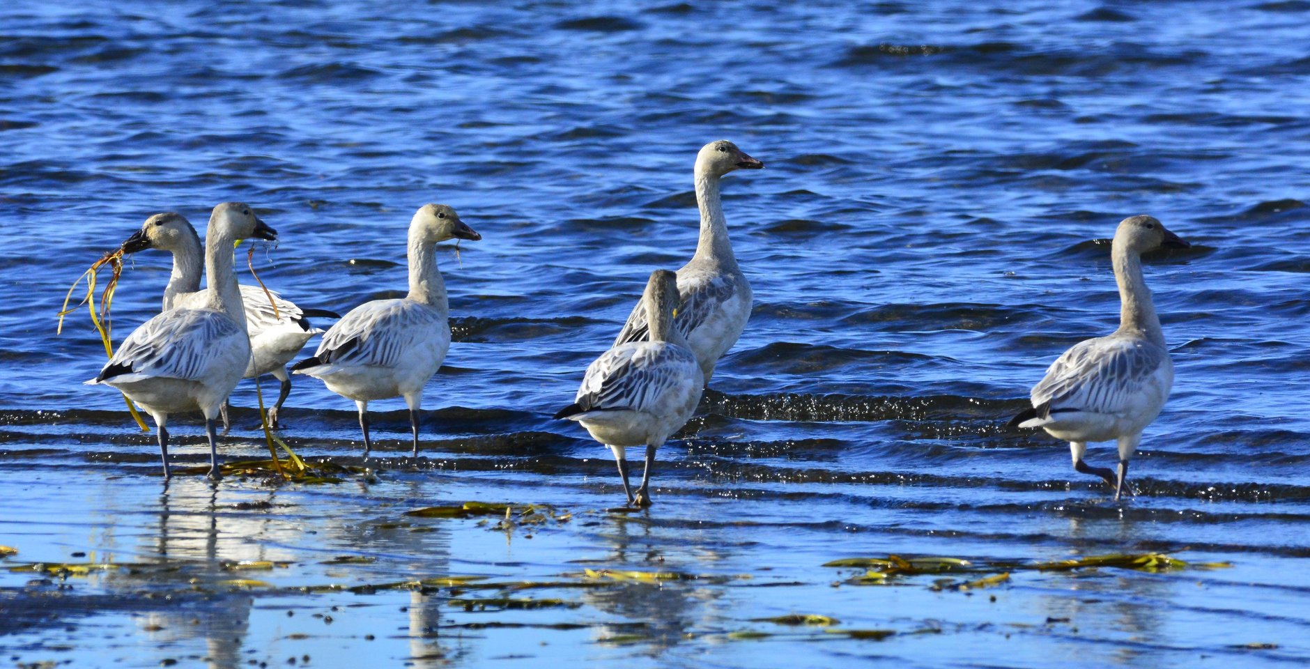 Белые гуси. Фото: Александр Яковлев