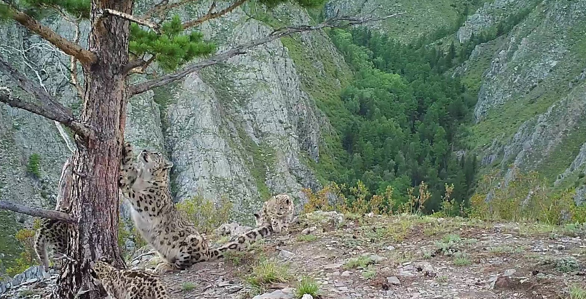 Самка снежного барса Клёпа с котятами