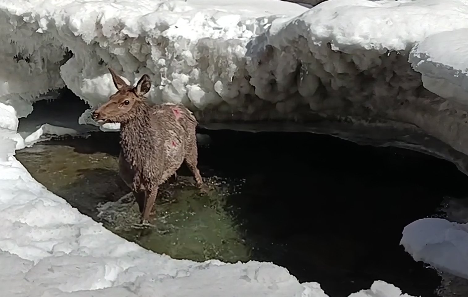Самка марала в ледяной ловушке