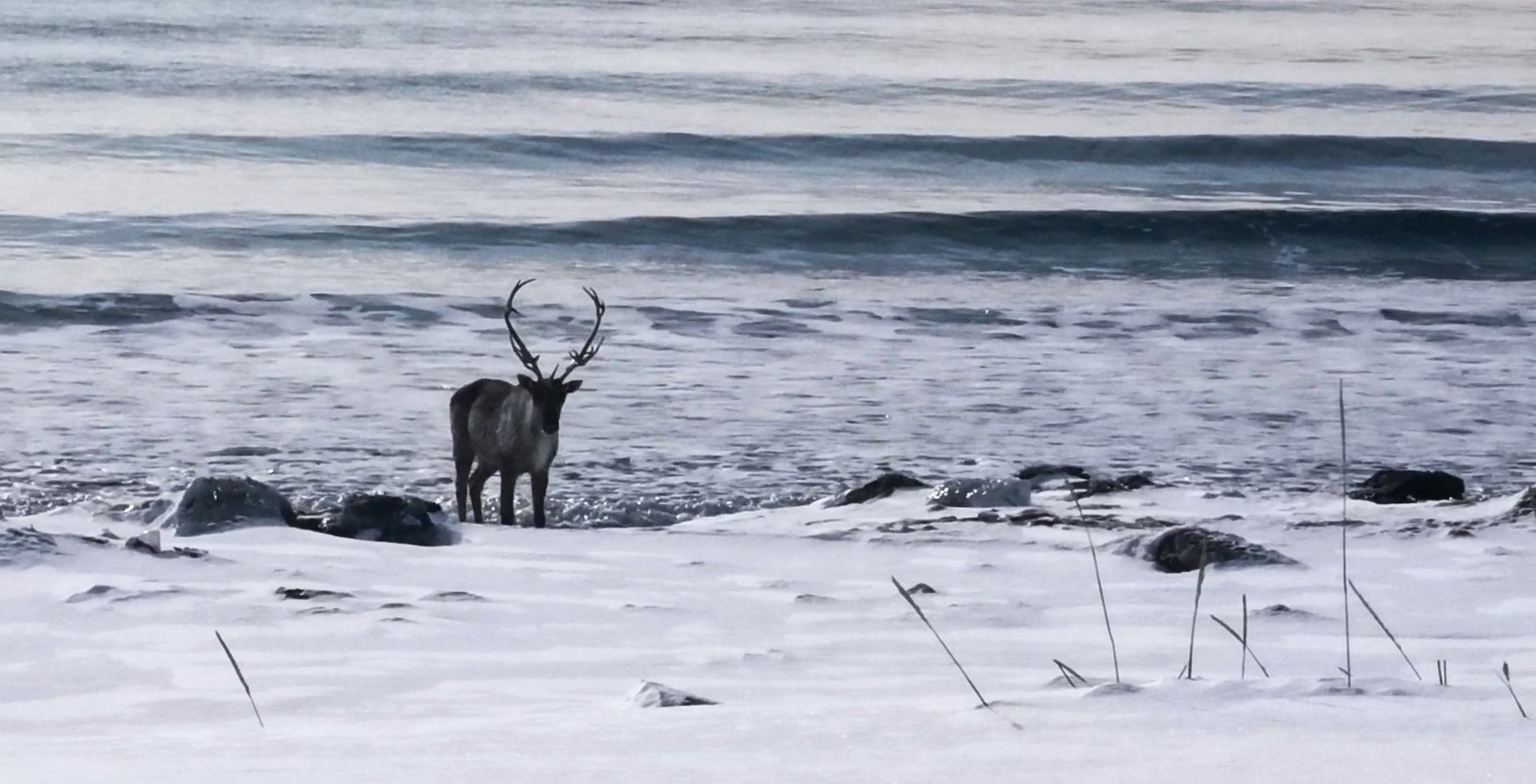 Самка дикого северного оленя на берегу Тихого океана