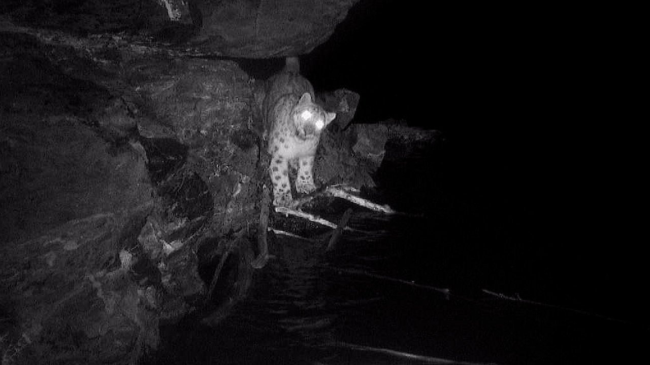 Самка ирбиса Базагинка