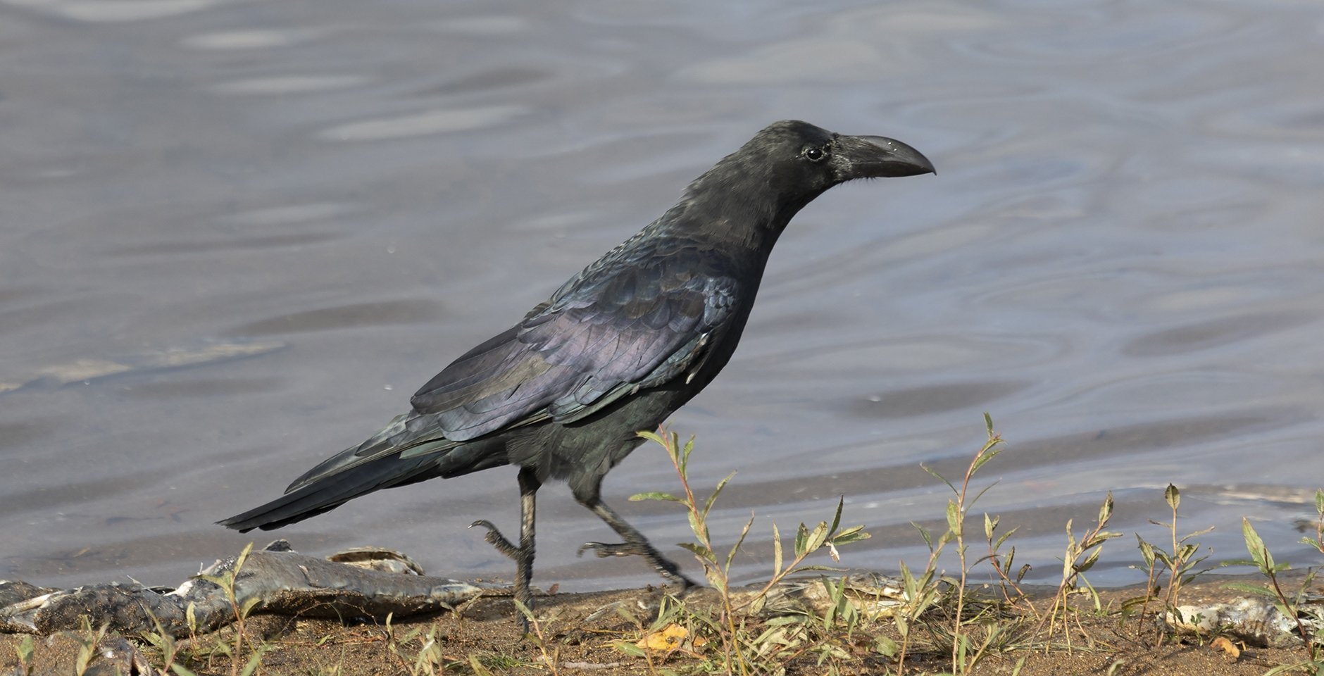 Большеклювая ворона. Фото: Игорь Дмитриев