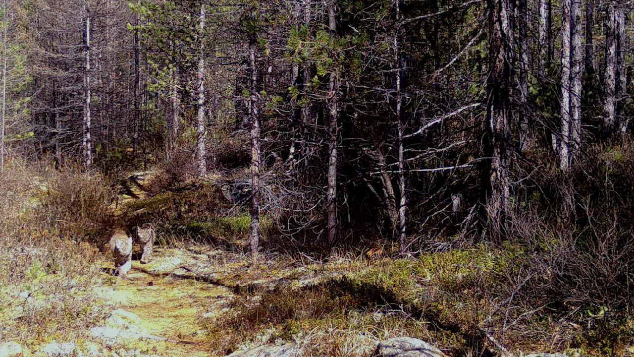 Самка рыси с котятами проходит перед камерой