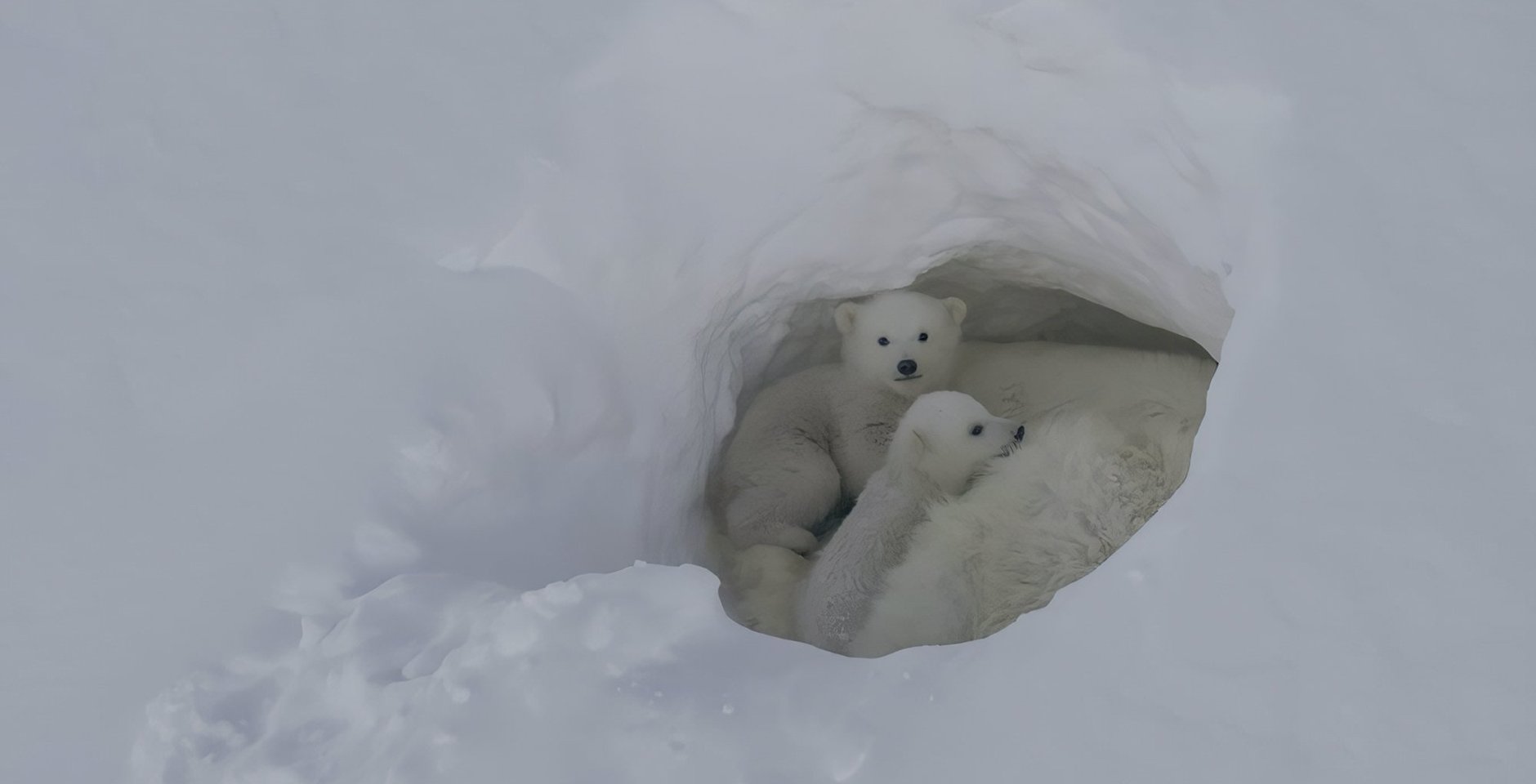 Медвежата белого медведя в берлоге с мамой. Фото: Максим Ляменков
