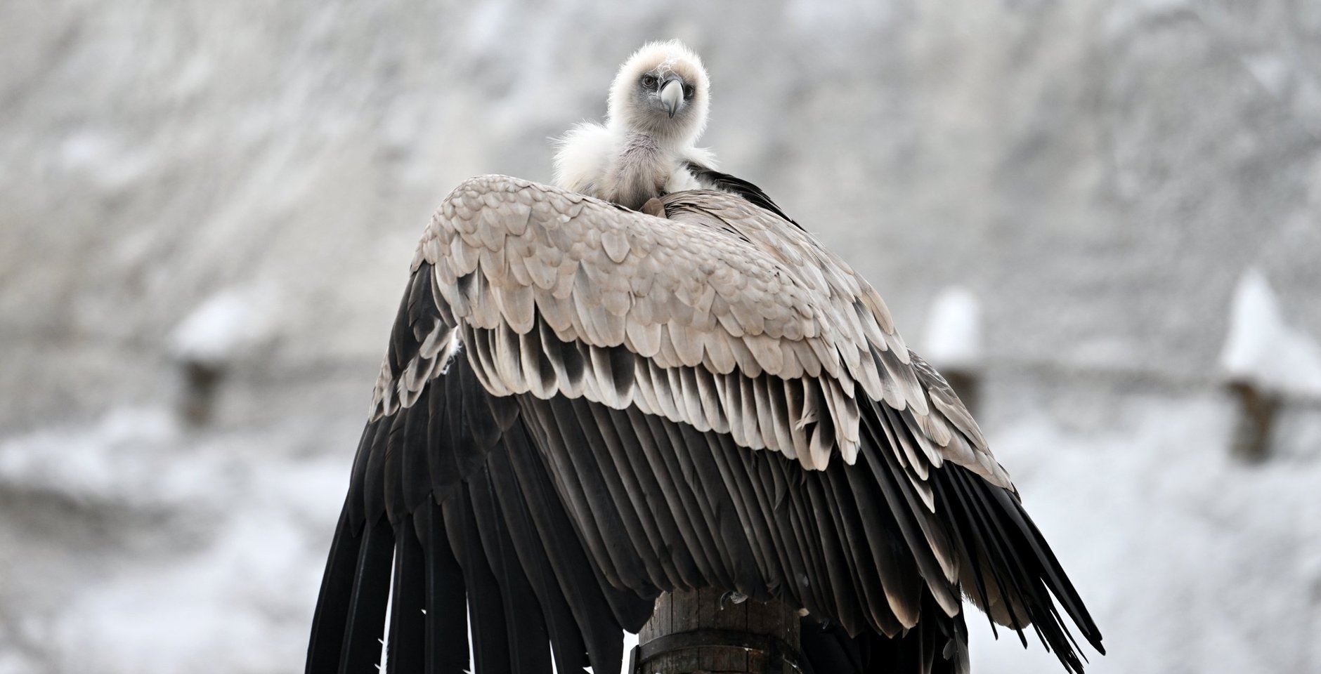 Снежный гриф. Фото: РИА Новости, Кристина Кормилицына