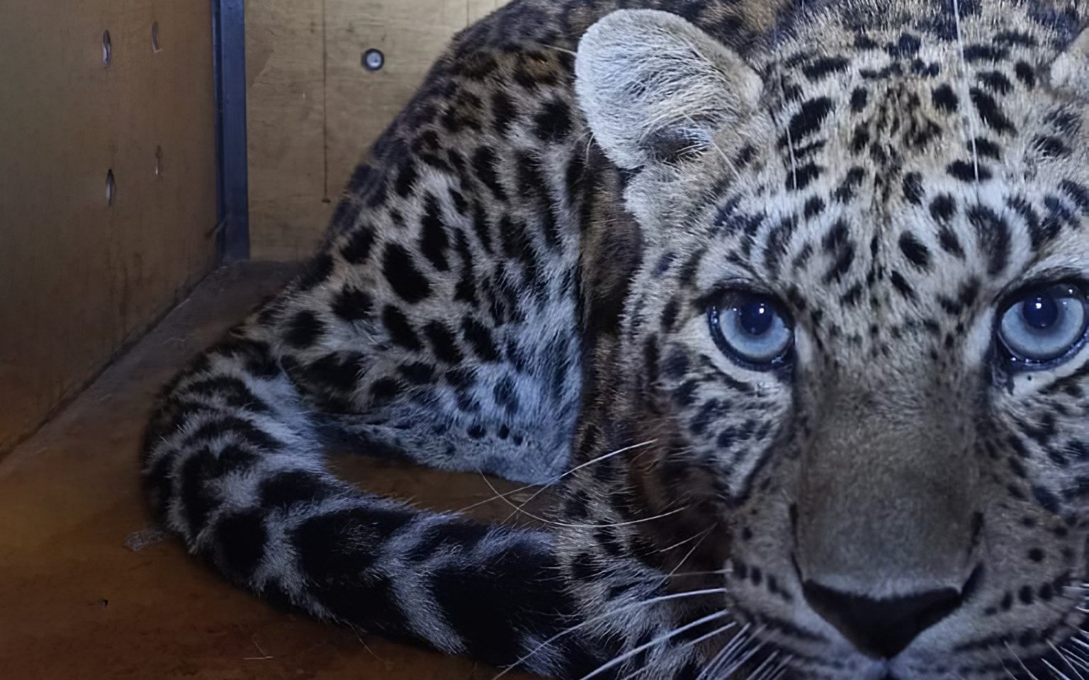 Дальневосточный леопард в Уссурийском заповеднике. Фото: Национальный парк «Земля леопарда»