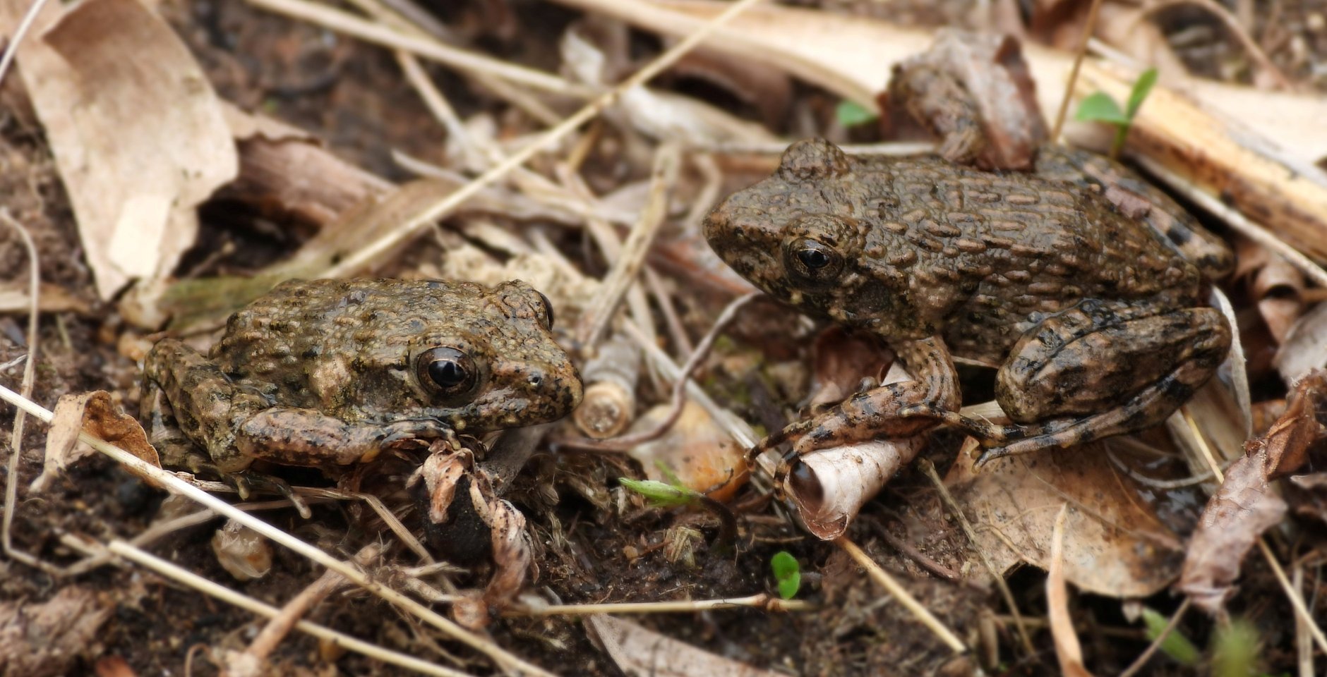 Бугорчатая лягушка. Фото: Ирина Маслова