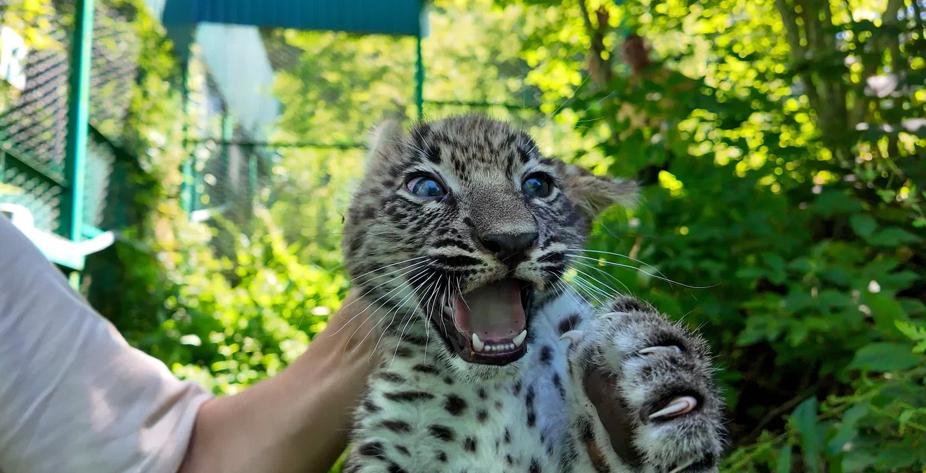 Котёнок переднеазиатского леопарда. Фото: Пресс-служба Минприроды России