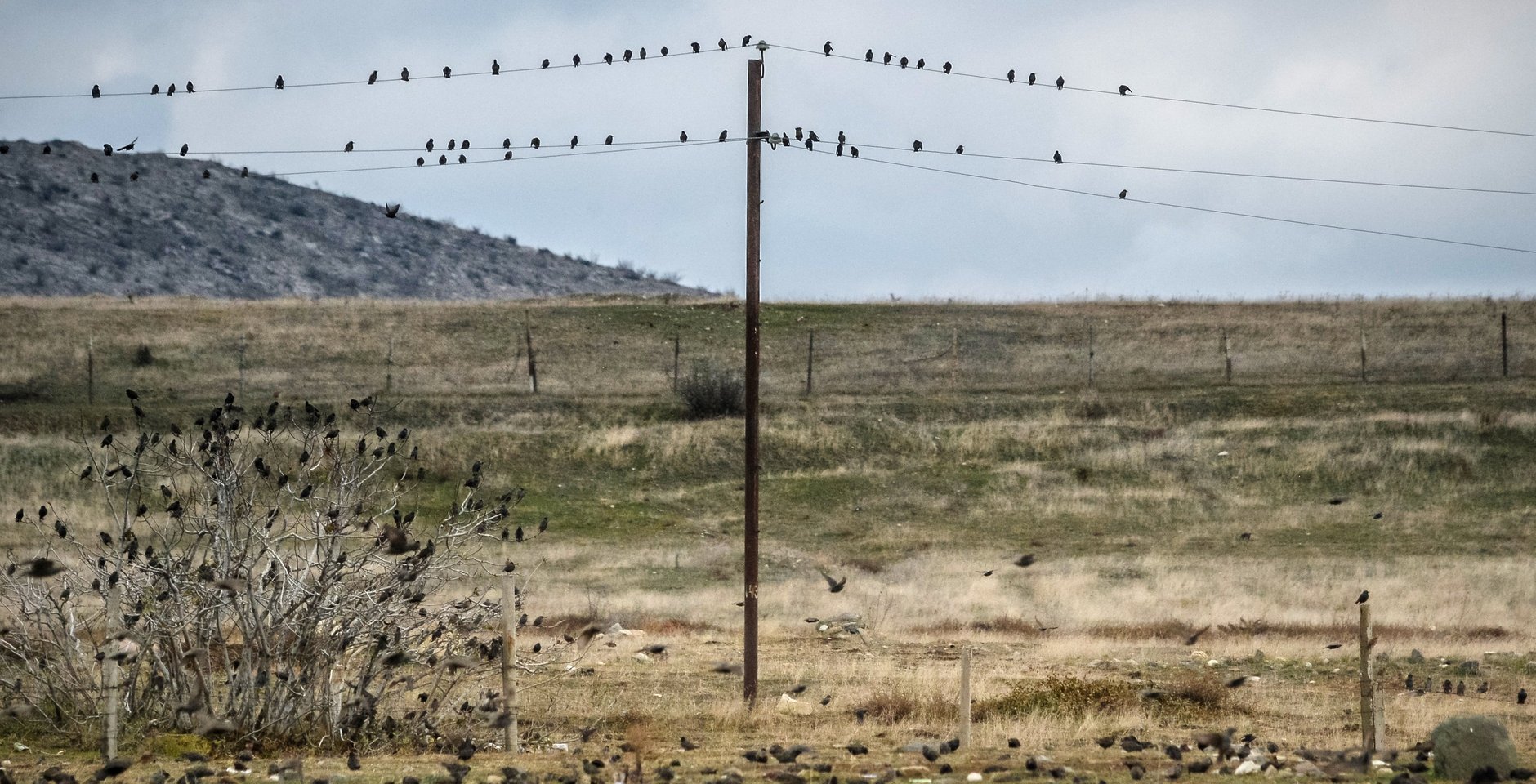 Птицы на проводах ЛЭП. Фото: РИА Новости, Алексей Куденко