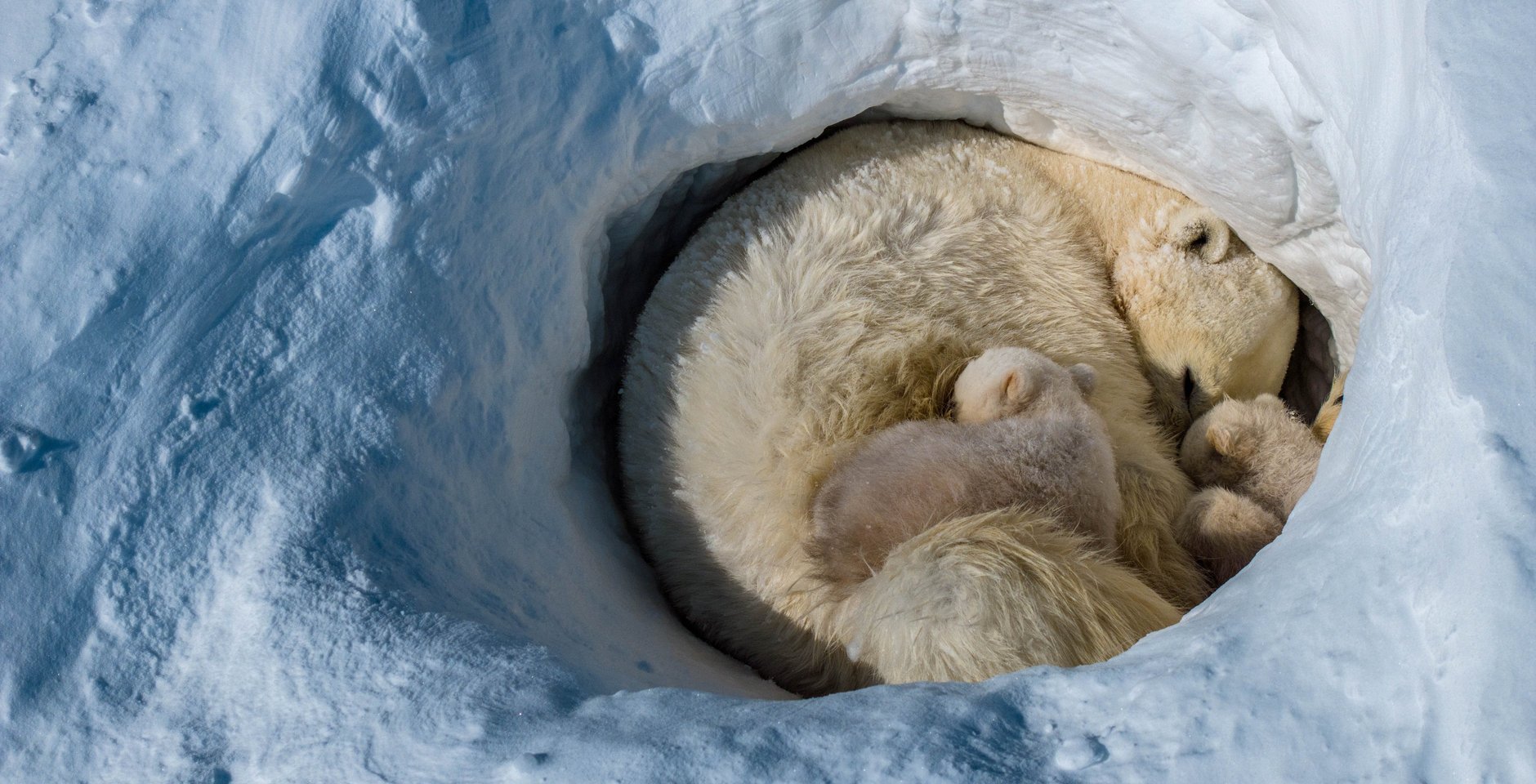 Самка белого медведя с медвежатами в берлоге. Фото: Леонид Круглов