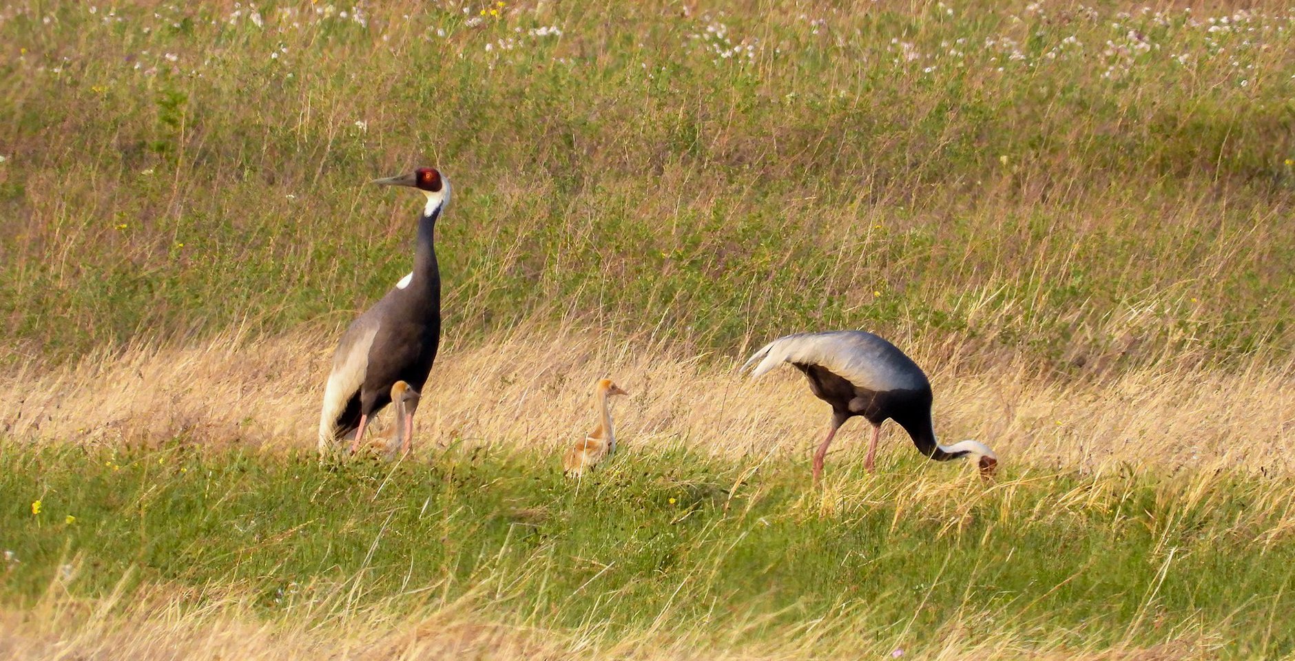 Пара даурских журавлей с птенцами. Фото: Сохондинский заповедник