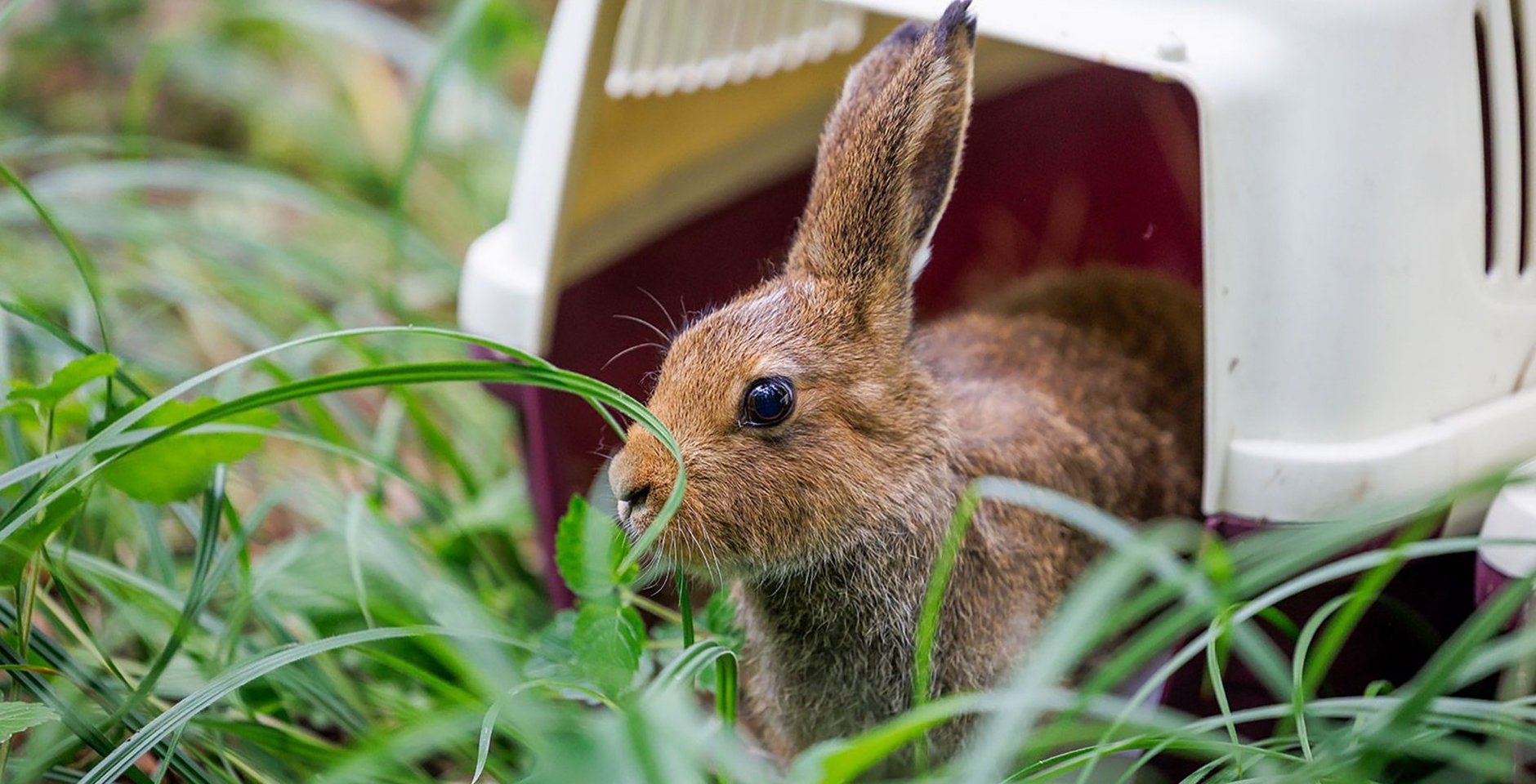 Выпуск в природу зайцев-беляков на территории национального парка «Лосиный Остров». Фото: Пресс-служба Департамента природопользования и охраны окружающей среды города Москвы
