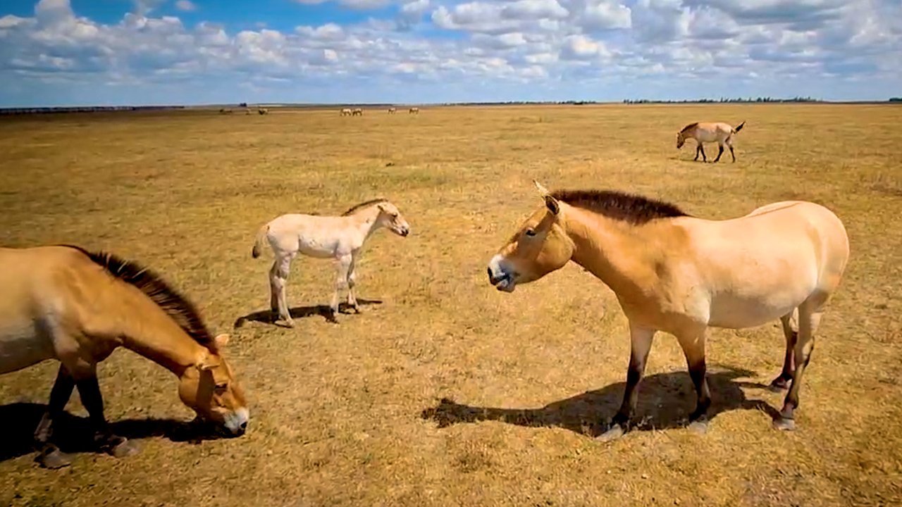 Лошади Пржевальского в заповеднике «Аскания-Нова». Фото: фонд «Компас»