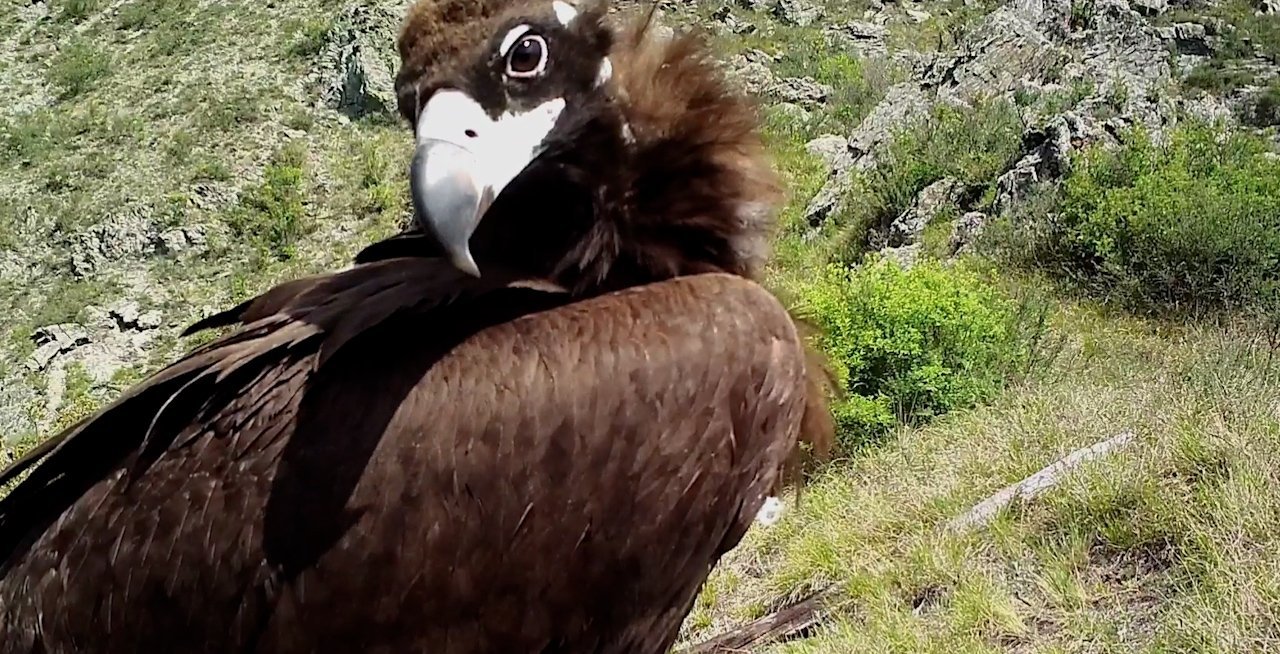 Чёрные грифы исследуют фотоловушку