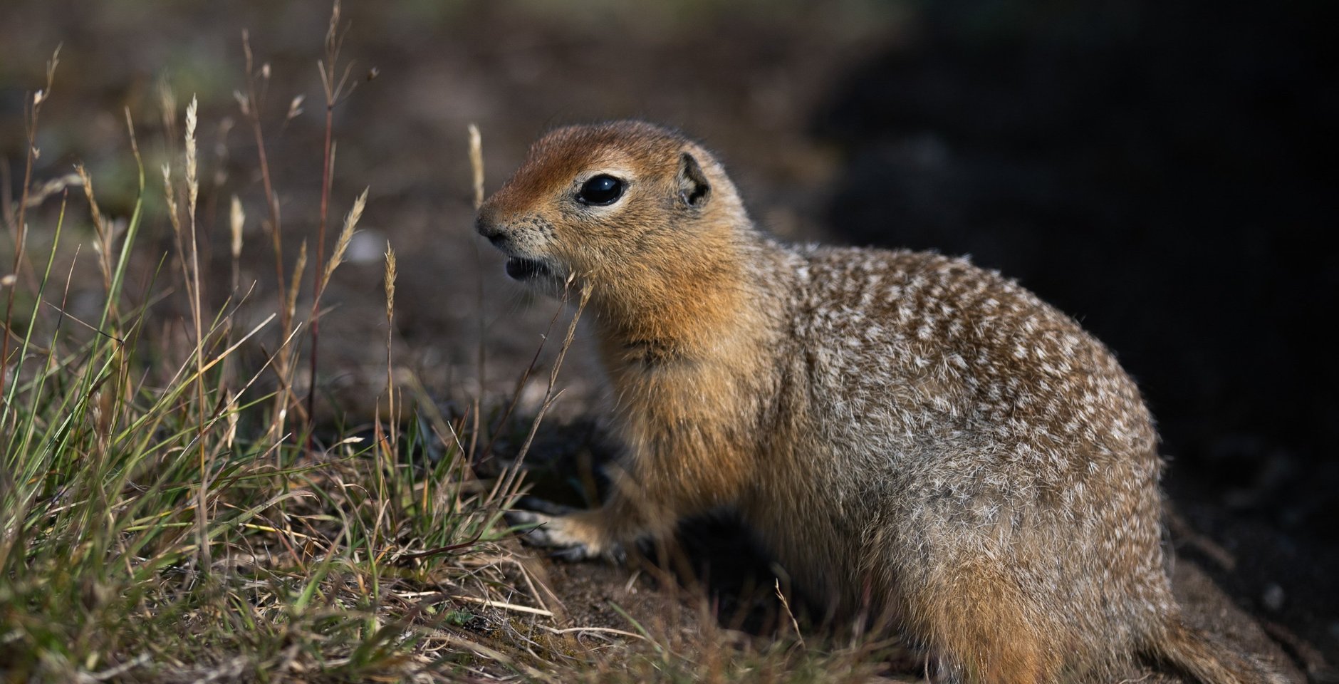 Крапчатый суслик. Фото: РИА Новости, Владимир Астапкович