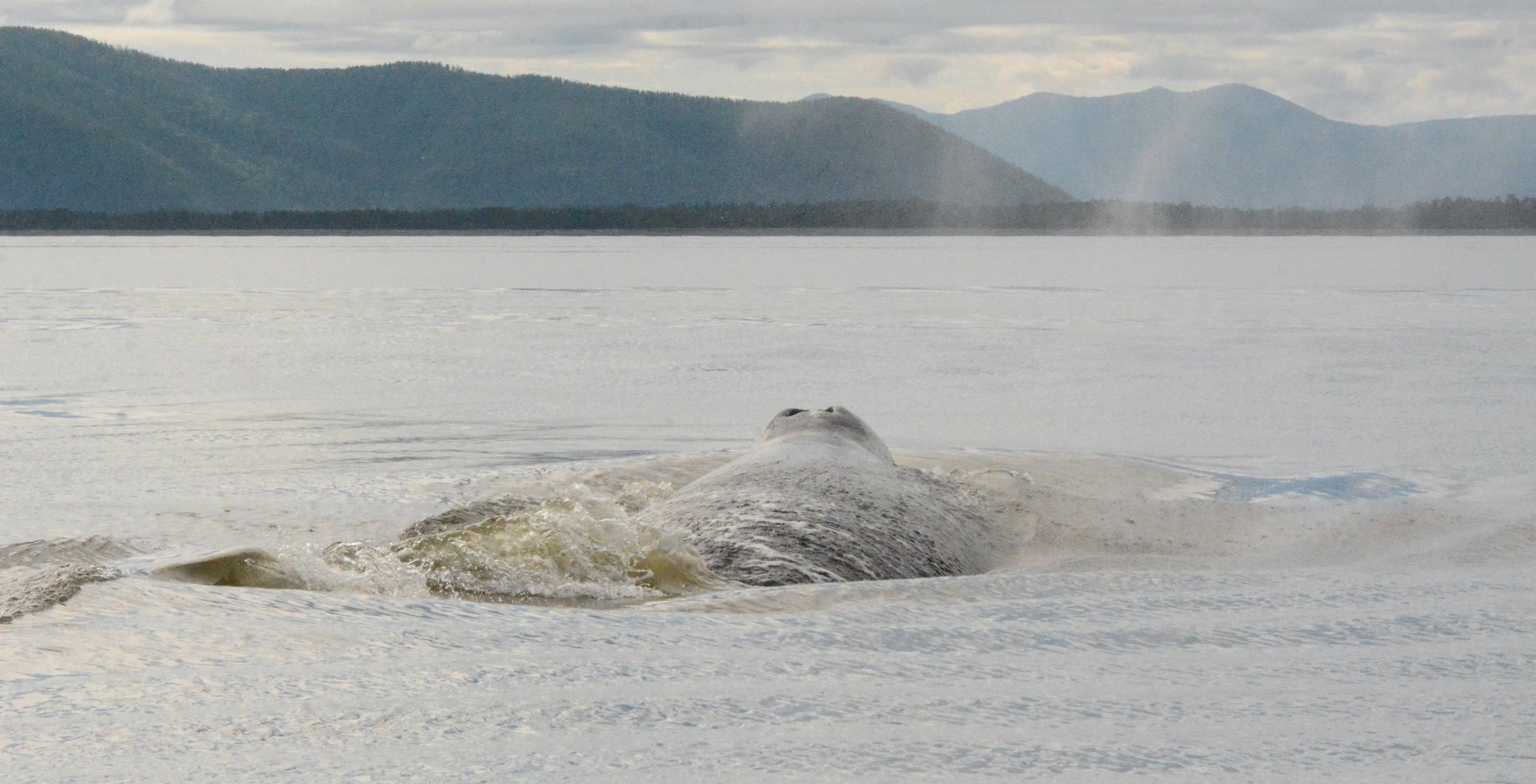 Гренландский кит. Фото: Юлия Вяткина