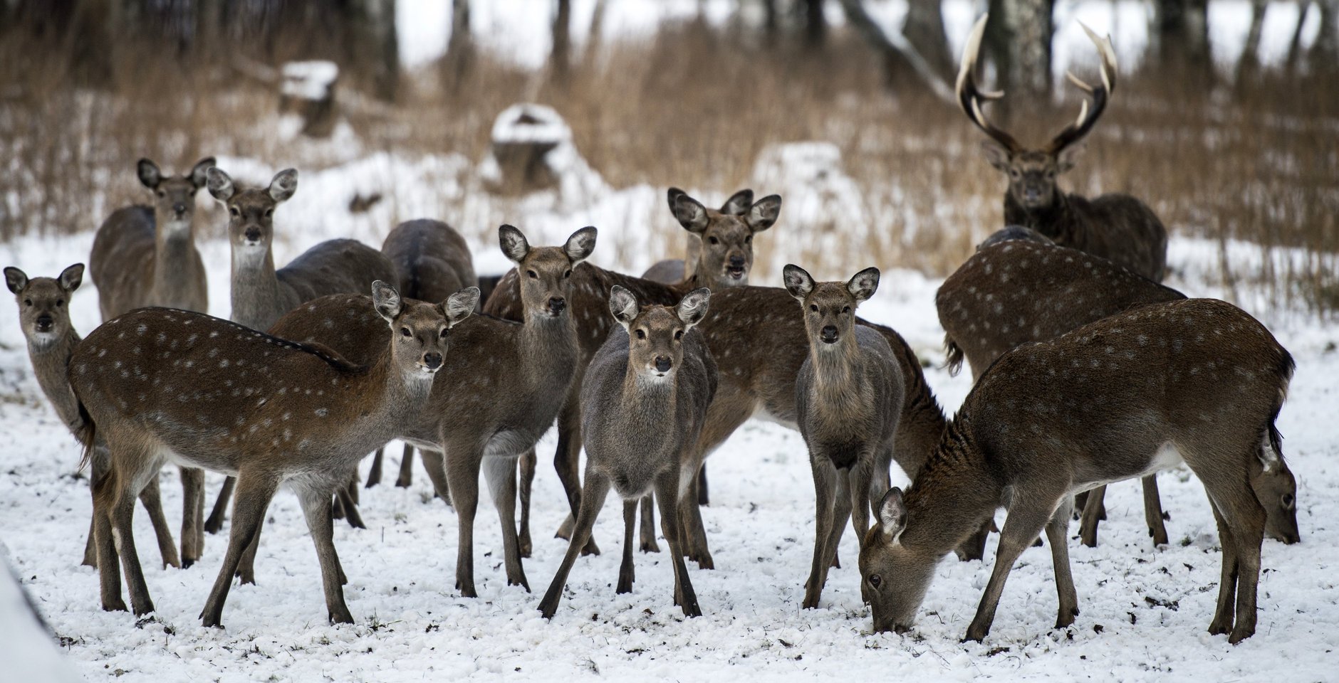 Пятнистые олени на биостанции в национальном парке «Лосиный остров». Фото: РИА Новости, Евгений Биятов
