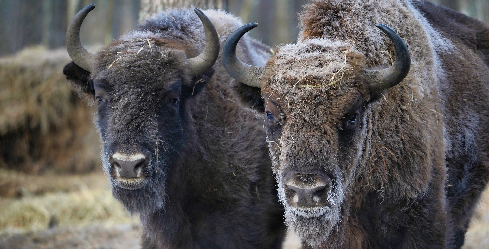 Зубры. Мордовский заповедник. Фото: Михаил Есин