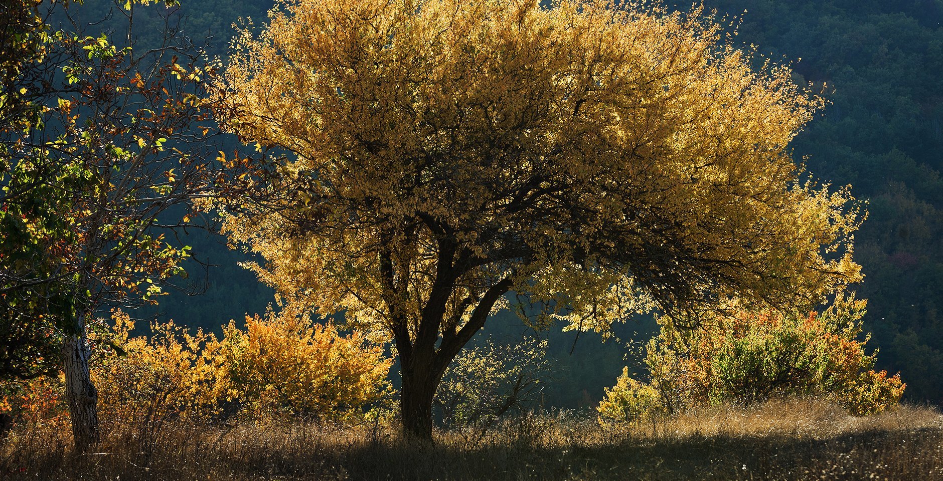 Осенние деревья. Фото: РИА Новости, Сергей Мальгавко