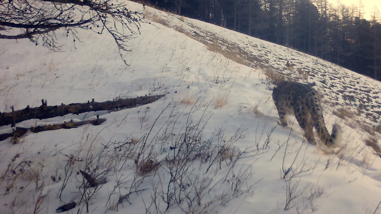 Снежный барс проходит мимо стада сибирских горных козлов