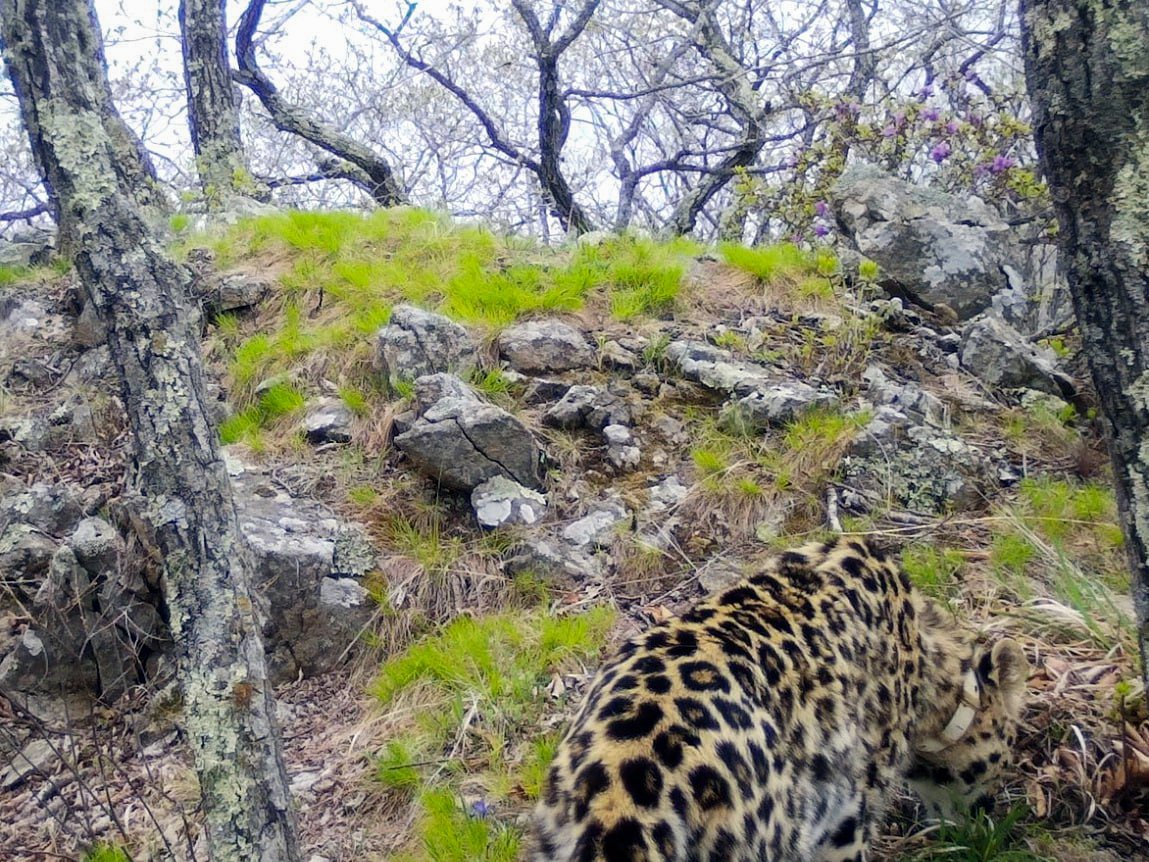 Дальневосточный леопард Leo 260M в заказнике «Чёрные скалы». Фото: КГБУ «Дирекция по охране объектов животного мира и ООПТ»