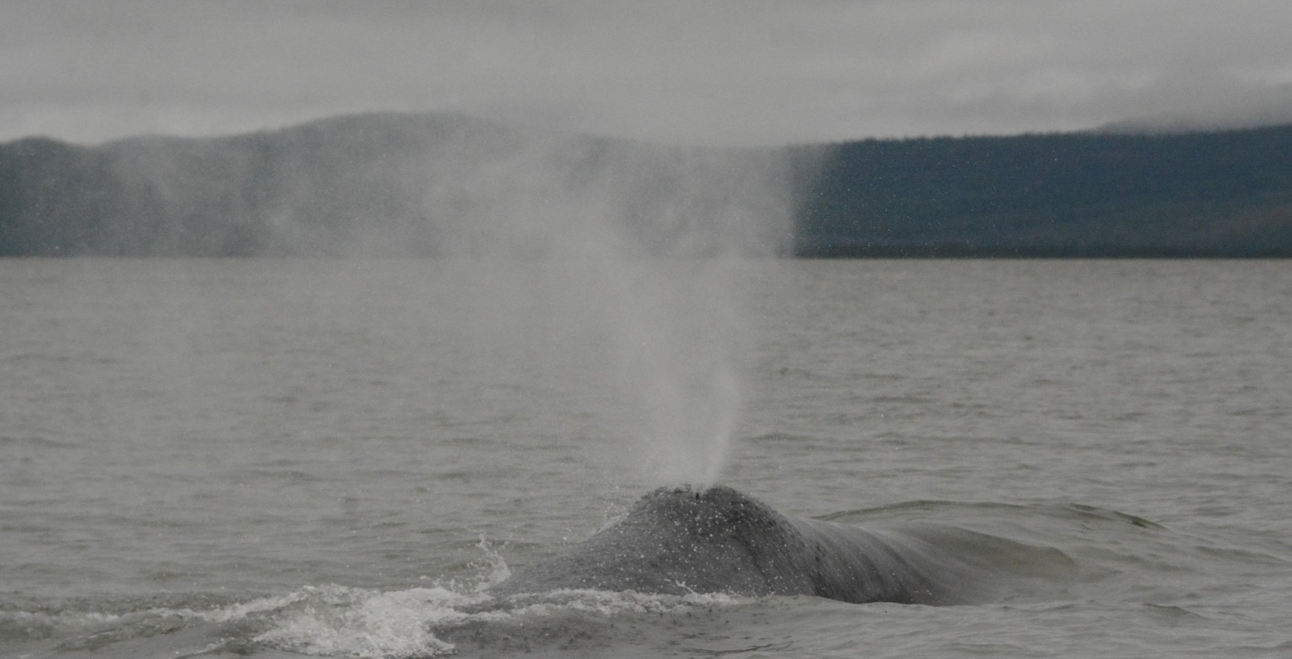 Гренландский кит. Фото: Юлия Вяткина