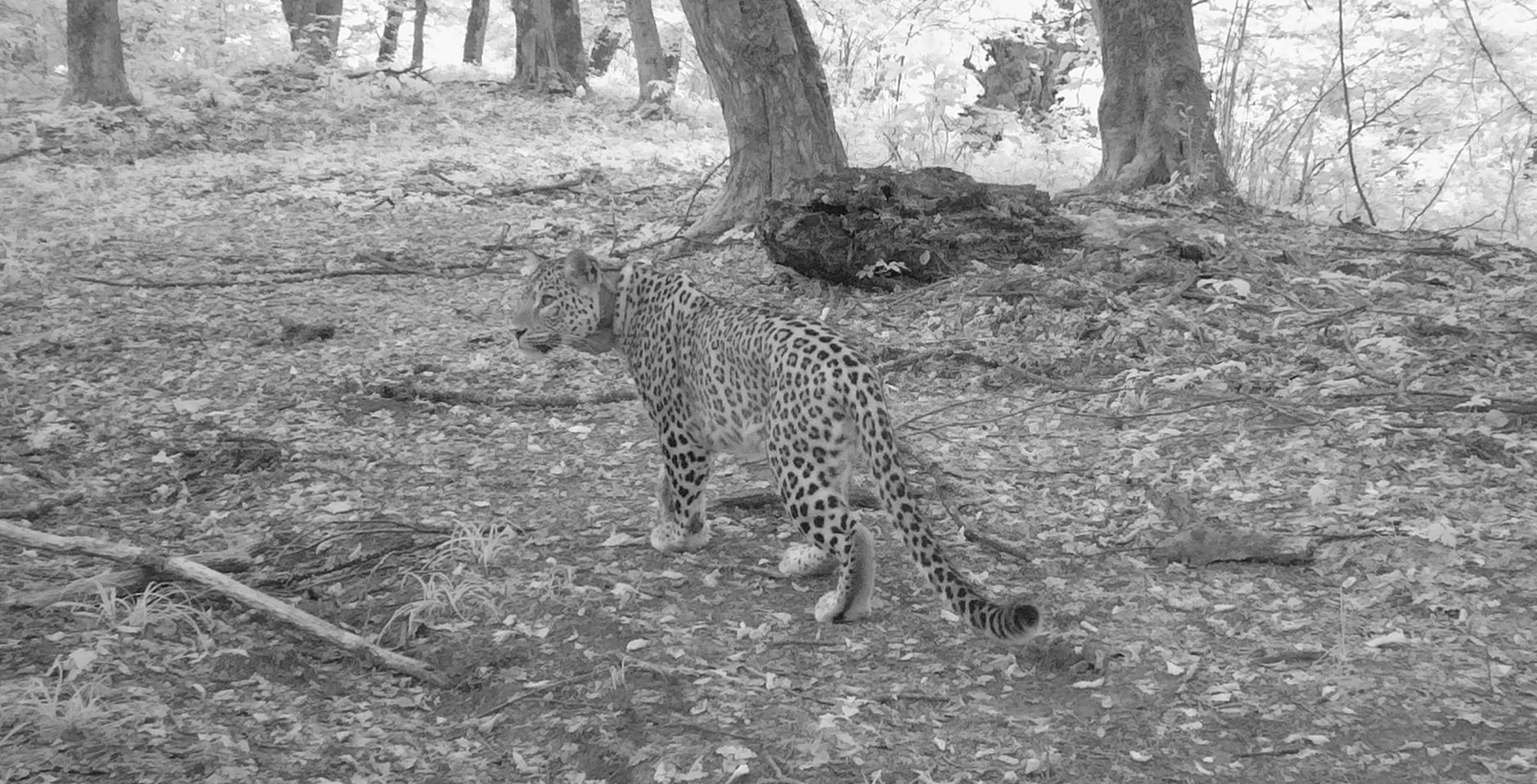 Самка переднеазиатского леопарда в Кабардино-Балкарии. Фото: ИЭГТ РАН