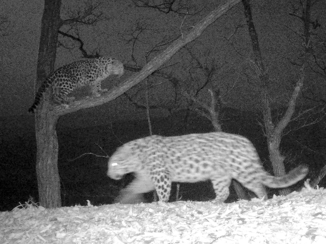 Встреча дальневосточных леопардов Leo 239M и Leo 244F. Фото: Национальный парк «Земля леопарда»