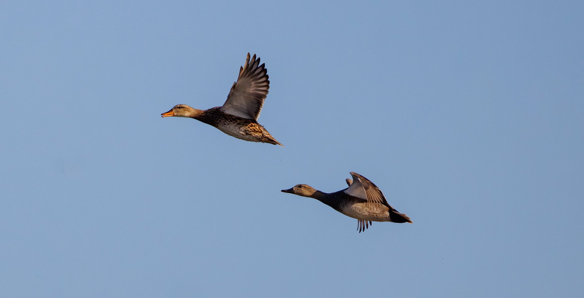 Кряквы. Национальный парк «Лосиный остров». Фото: Олег Сосницкий
