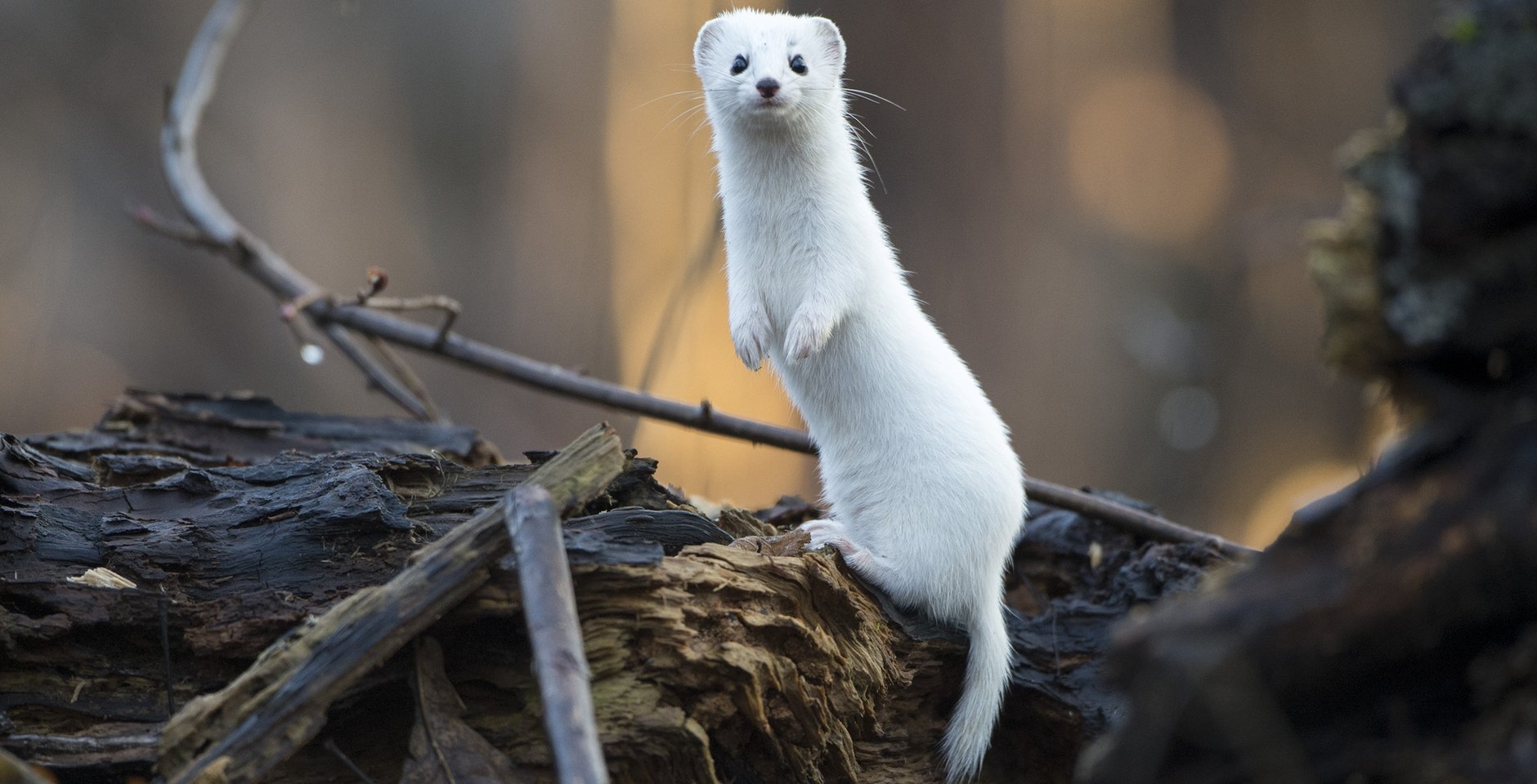 Риэлтормен қоғамдық агент порно Салбырап тұрған кеуделер