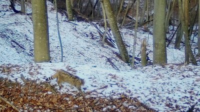 Кавказский лесной кот