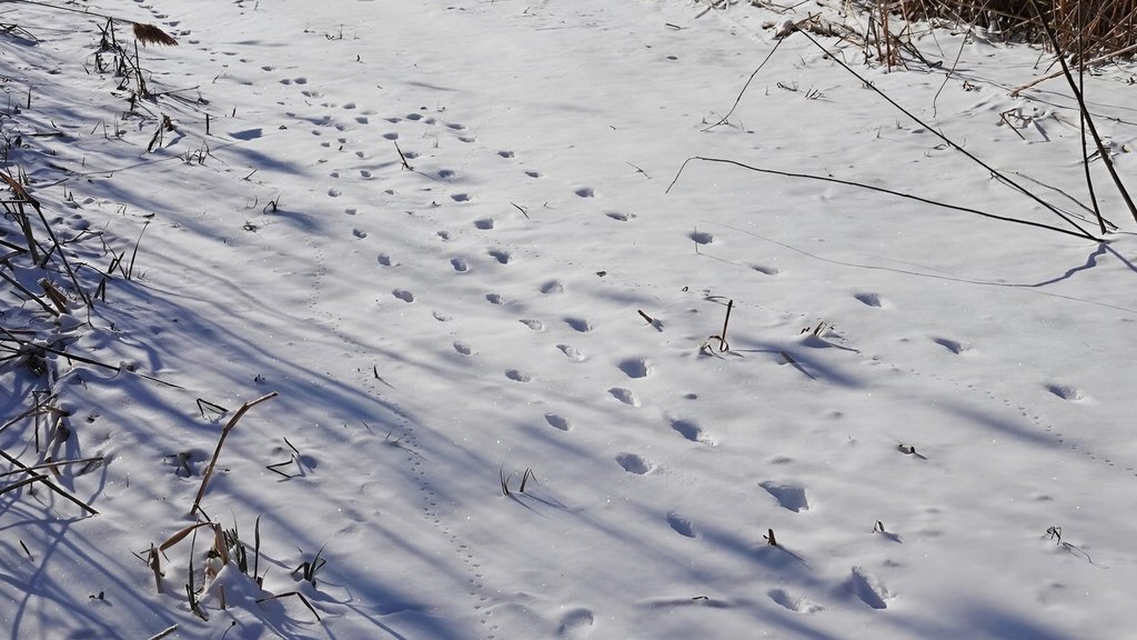 В Астраханском заповеднике подвели итоги зимнего учёта В Астраханском заповеднике подвели итоги зимнего учёта