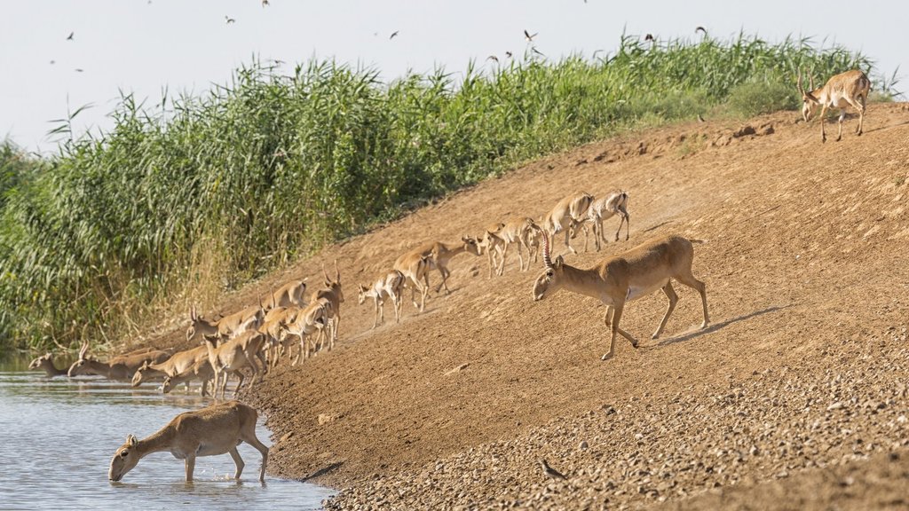 Популяция сайгаков северо-западного Прикаспия насчитывает около 28 тысяч особей Популяция сайгаков северо-западного Прикаспия насчитывает около 28 тысяч особей