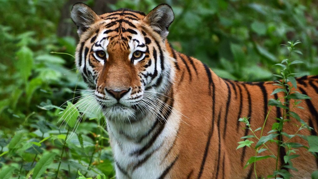 Четырёх амурских тигров отправят в Казахстан в рамках программы реинтродукции Четырёх амурских тигров отправят в Казахстан в рамках программы реинтродукции