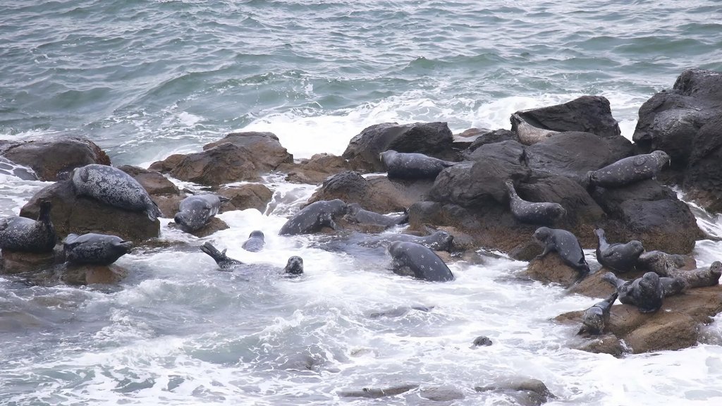 На острове Кунашир зафиксировано большое скопление краснокнижных тюленей На острове Кунашир зафиксировано большое скопление краснокнижных тюленей