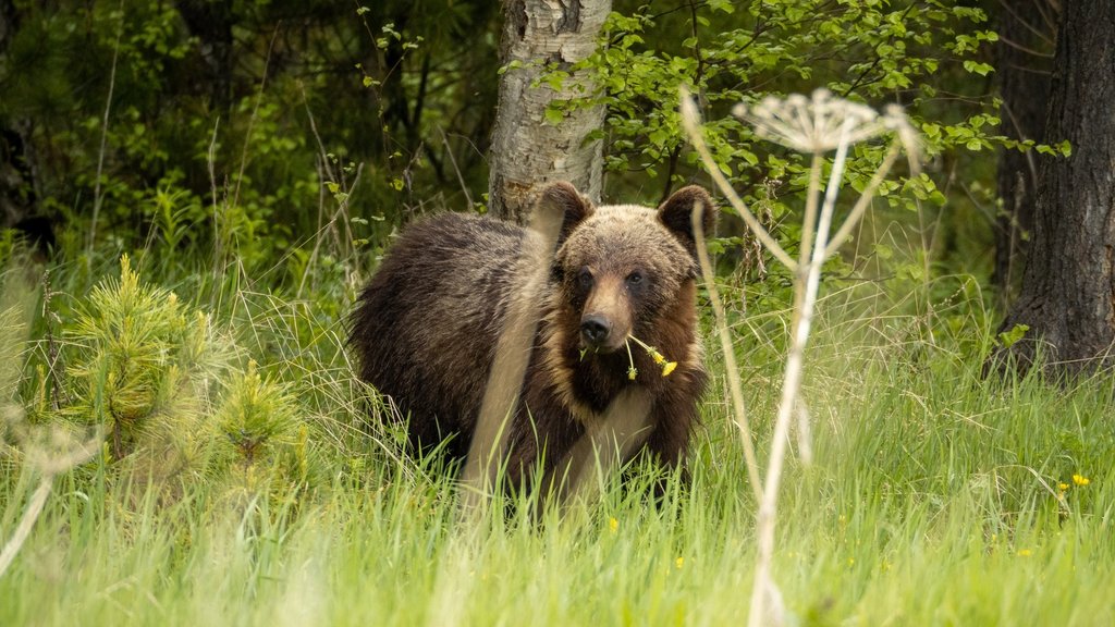 В Кавказском заповеднике посчитали бурых медведей В Кавказском заповеднике посчитали бурых медведей