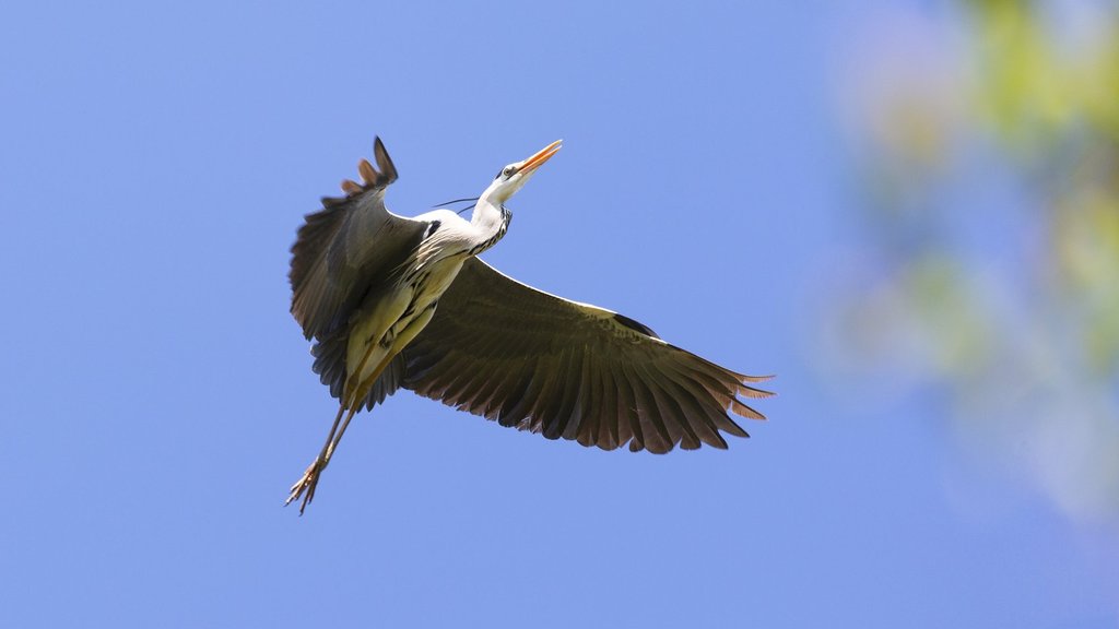 В Водлозерском национальном парке зафиксирована рекордная численность серых цапель В Водлозерском национальном парке зафиксирована рекордная численность серых цапель