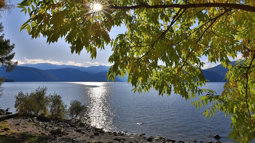 Гнездо чёрного аиста впервые зафиксировали в Алтайском заповеднике Гнездо чёрного аиста впервые зафиксировали в Алтайском заповеднике