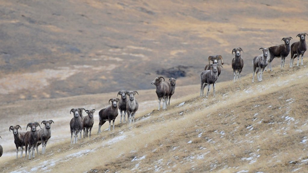 Россия и Монголия провели совместный мониторинг алтайских горных баранов Россия и Монголия провели совместный мониторинг алтайских горных баранов
