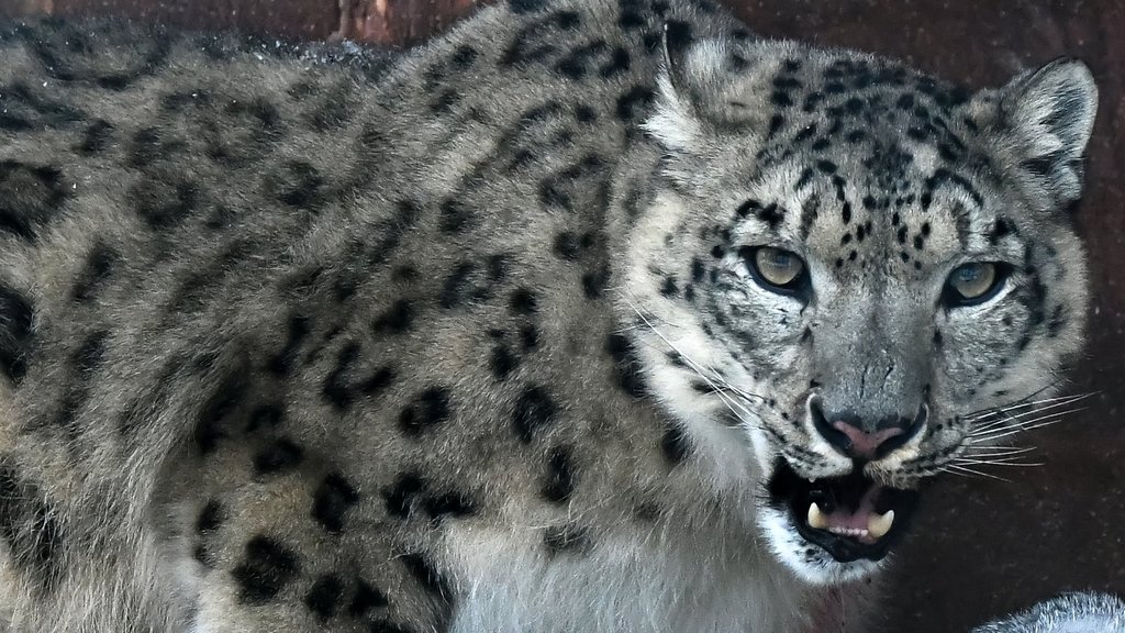 23 октября отмечается Международный день снежного барса 23 октября отмечается Международный день снежного барса