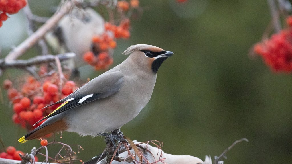 На заповедных территориях проводят зимние учёты птиц На заповедных территориях проводят зимние учёты птиц