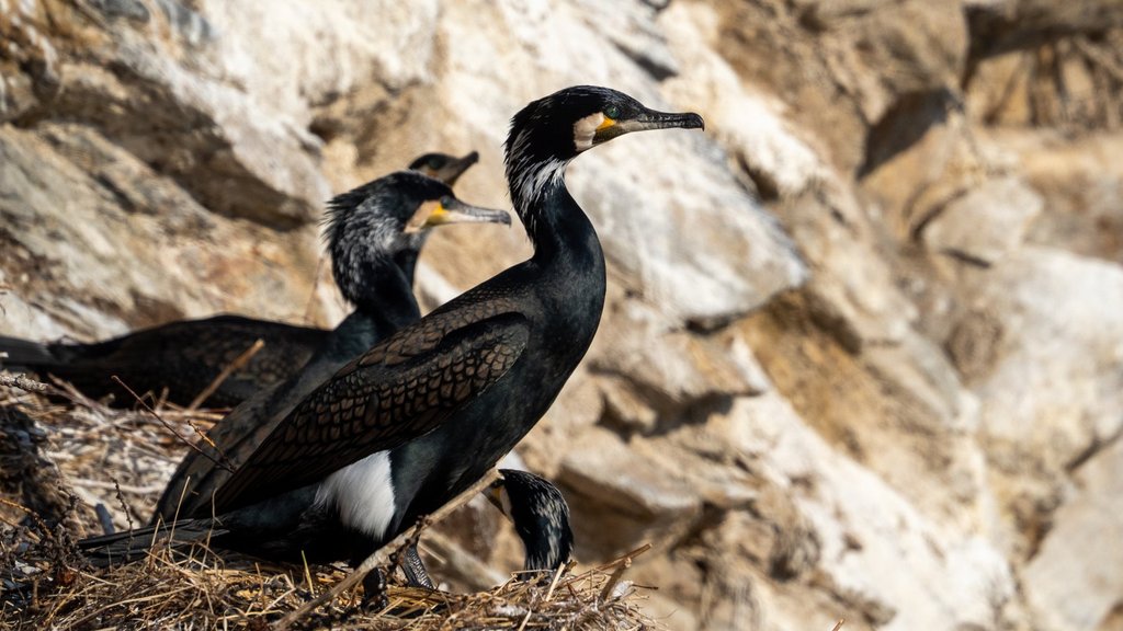 В Даурском заповеднике обнаружена новая колония бакланов В Даурском заповеднике обнаружена новая колония бакланов
