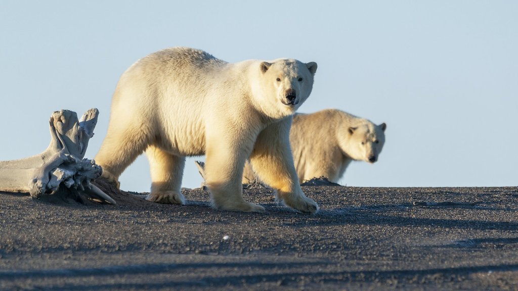 59 белых медведей отмечено в ходе экспедиций на севере Красноярского края и полуострове Ямал 59 белых медведей отмечено в ходе экспедиций на севере Красноярского края и полуострове Ямал