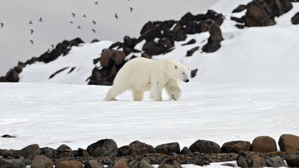 Проект «Медвежий патруль» призван предотвращать конфликты между человеком и хищником Проект «Медвежий патруль» призван предотвращать конфликты между человеком и хищником