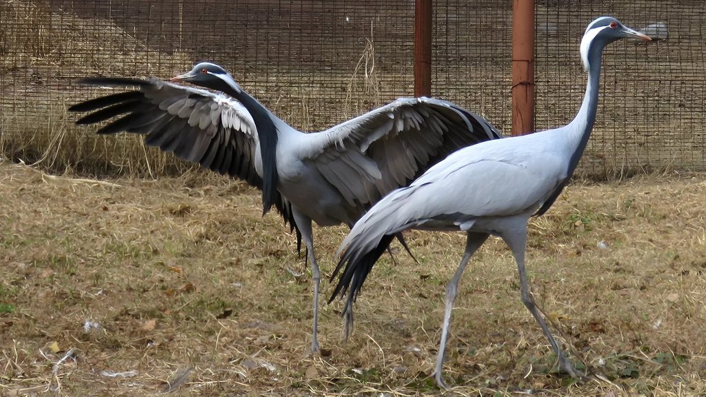 Питомник редких видов журавлей Окского заповедника отметил 45-летие Питомник редких видов журавлей Окского заповедника отметил 45-летие