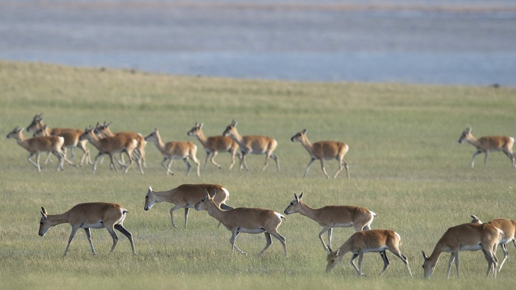 В Сохондинском заповеднике подвели итоги учёта дзеренов В Сохондинском заповеднике подвели итоги учёта дзеренов