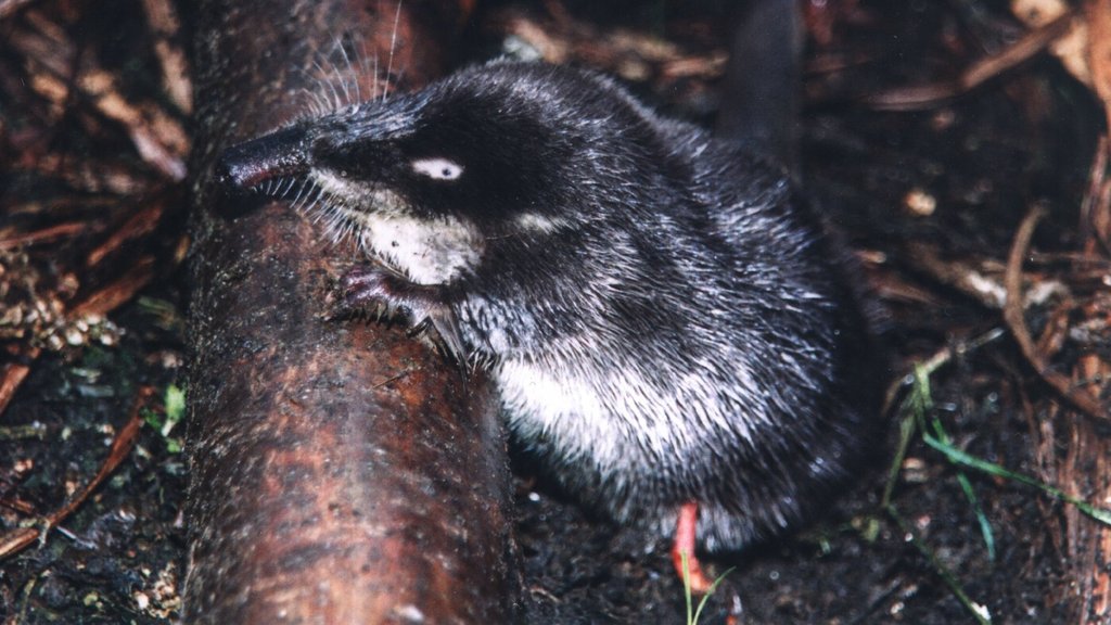 В Брянской области прошёл учёт русской выхухоли В Брянской области прошёл учёт русской выхухоли