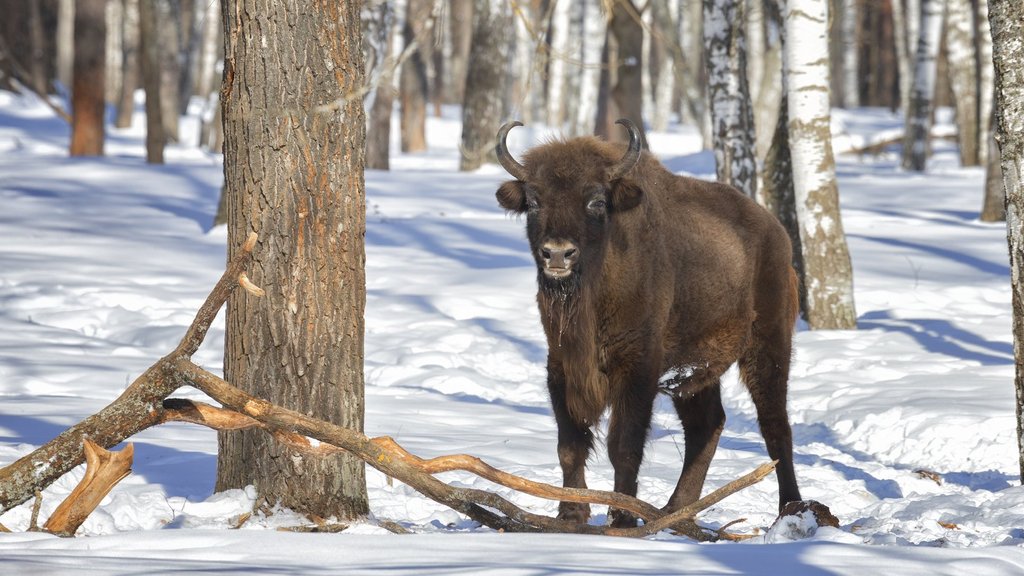 Зубровый питомник Окского заповедника отмечает 65-летие Зубровый питомник Окского заповедника отмечает 65-летие