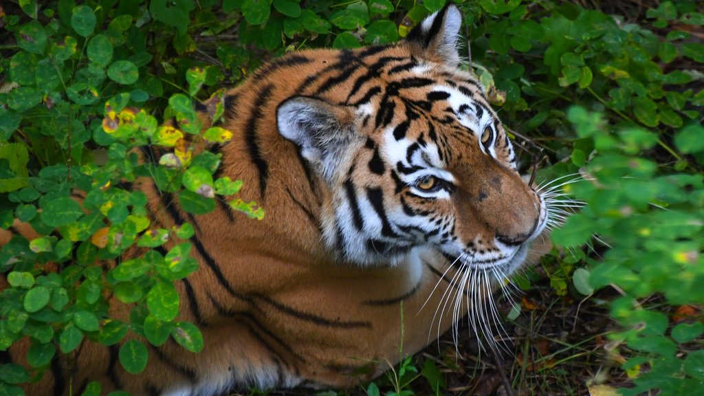 Амурский тигр Амурский тигр