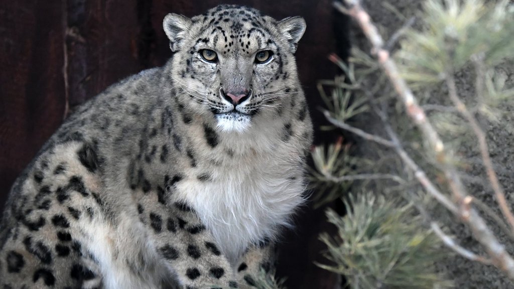 В «Убсунурской котловине» самка ирбиса с котятами попали в объектив фотоловушки В «Убсунурской котловине» самка ирбиса с котятами попали в объектив фотоловушки
